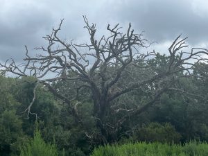 Alcornocales