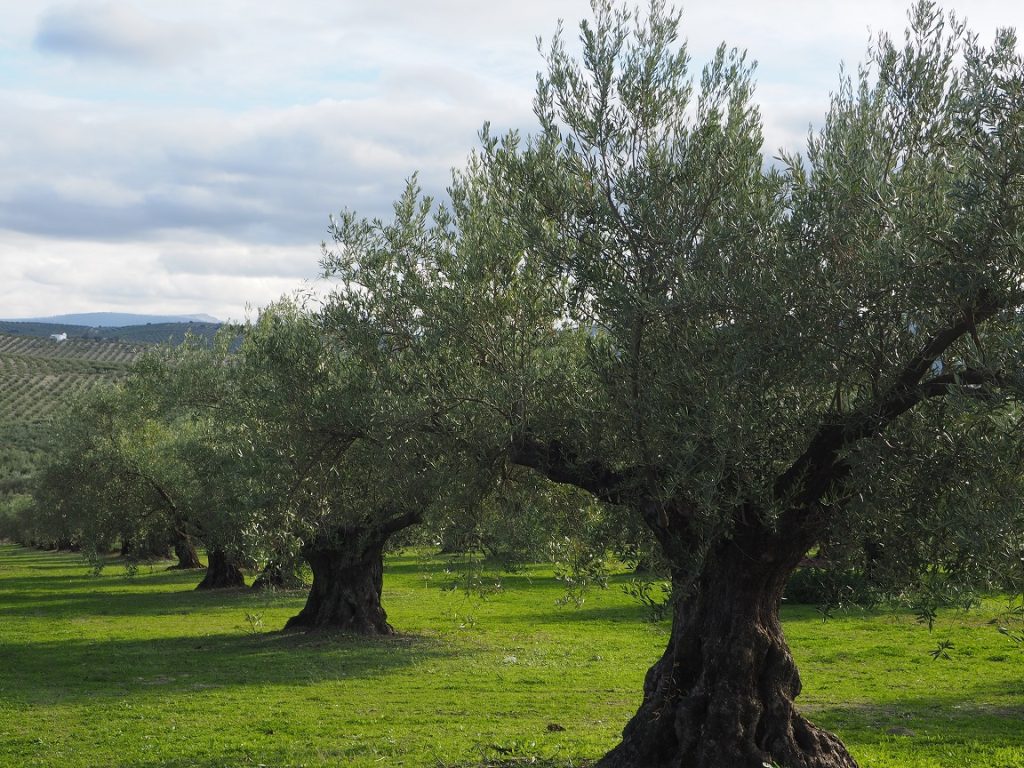 olivo-1024×768